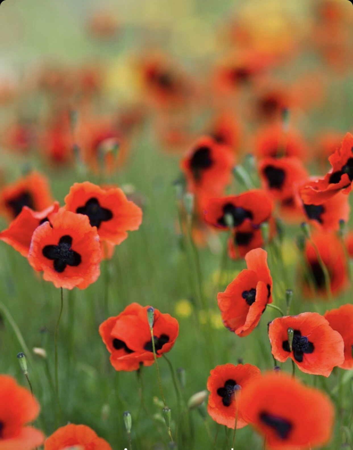 Наталья Шишкина обложка